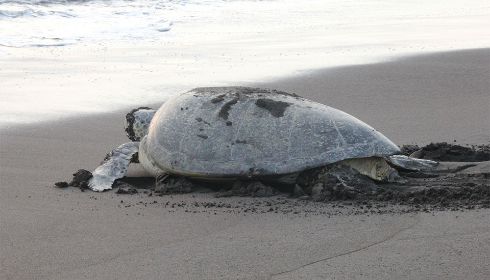 Desove de Tortugugas en Tortuguero